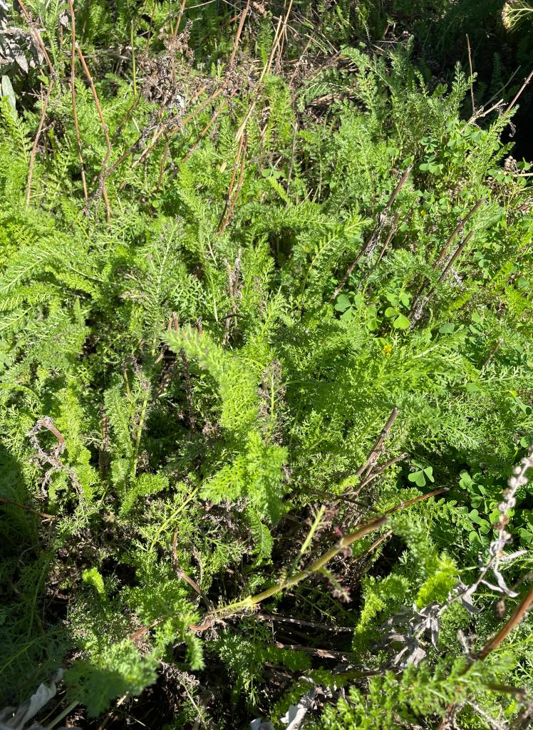 Plant name: Common Yarrow Achillea millefolium L. 